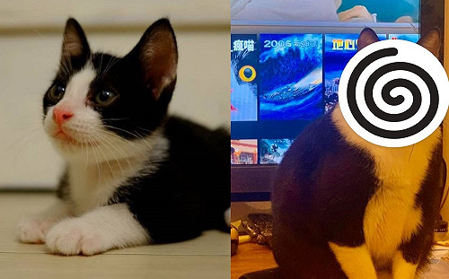 賓士貓養6年白襯衫從S變XL號　媽嘆：「胖」若兩貓！