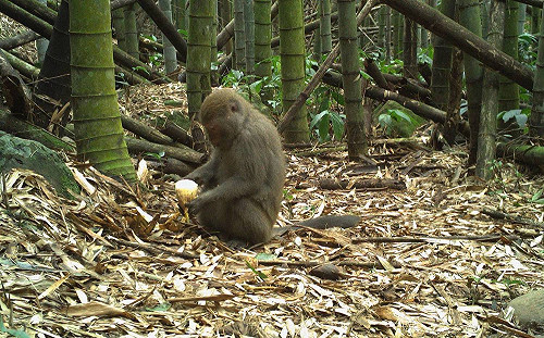 嘉義獼猴危害作物 陳明文協助免除副產物價金分收