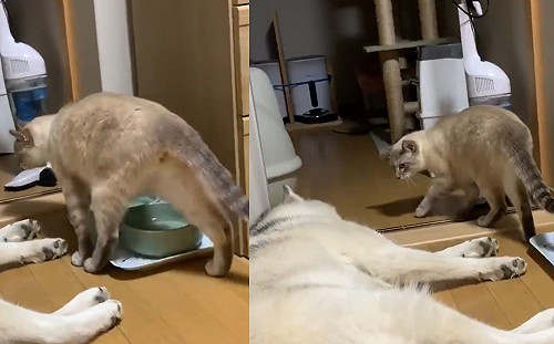 (影)貓咪小心路過　見憨臉竟「心癢癢」狠巴！二哈慢半拍驚醒：叫我？