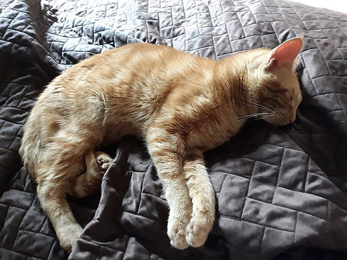 受傷浪橘溜進房間呼呼大睡　女子：這不是我的貓啊！