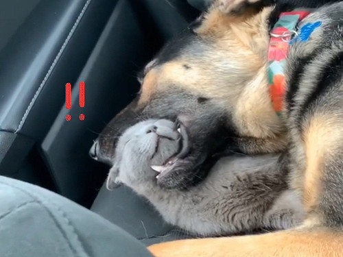 (影)打架好累喔！德國牧羊犬「嘴巴含貓頭」一起斷電狂熟睡