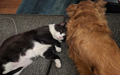 害羞黑白貓借住寄養家庭　主動當家狗好友順利求收編！