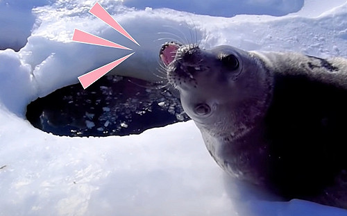 (影)專家做研究巧遇野生海豹討關注　超多話抱怨：人家不想下水！