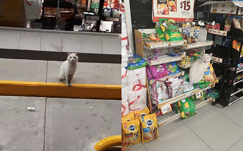 (影)浪貓天天店門前哀怨逼視　隨後親切帶路到乾乾櫃：給朕買這個！