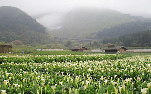 走入海芋花海！陽明山竹子湖10個不能錯過的唯美打卡點