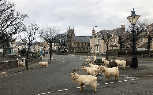 (影)街上全沒人！野生羊大軍入侵市區狂嗑草　居民驚呆：前所未見