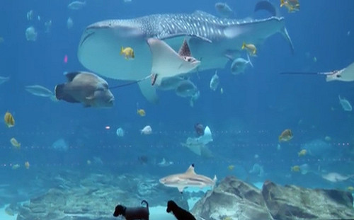 小浪汪包場參觀水族館　結交水中新朋友反應超級萌！