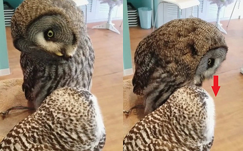 貓頭鷹歪頭歪腦看夥伴：你很眼熟我們認識嗎？