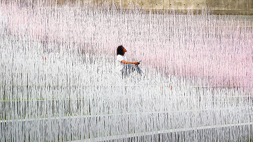 賞桐花兼賞夢幻地景！苗栗漸層粉白色竹籤海成新亮點