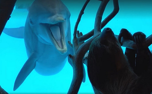 (影)開放淡定樹懶在水族館四處睡　好奇海豚「嗨翻」打招呼：你素隨？