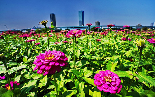 新北百日草花海秘境！都會公園估5月初達開花極大期