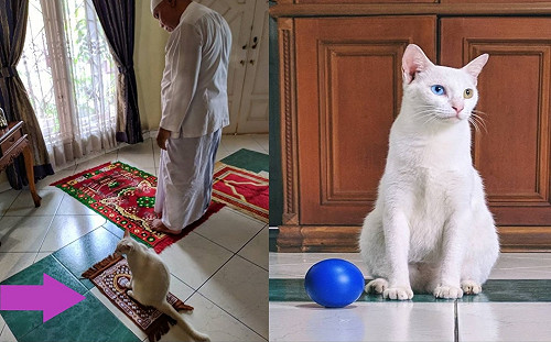 白貓獲得專屬小毯子　每天最期待陪阿爸一起祈禱好貼心！