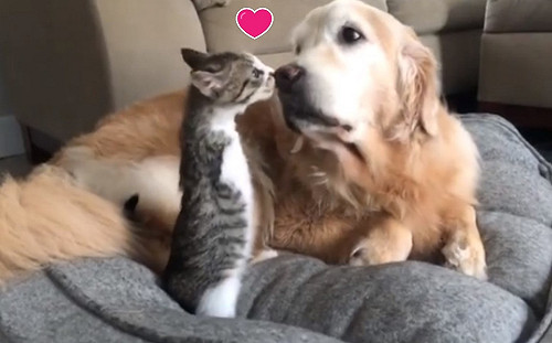 截肢小貓變身超萌「霸王龍」 還意外成為愛狗喵星人！