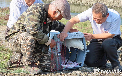 受傷黑琵成功救治  七股頂山賞鳥亭今放飛