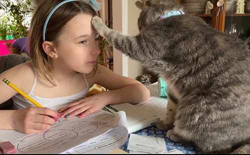 (影)女孩正在寫功課　貼心喵皇「摸額加持」：保佑妳成績進步！