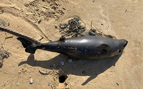 金門岸際又見死亡海豚 死因待查