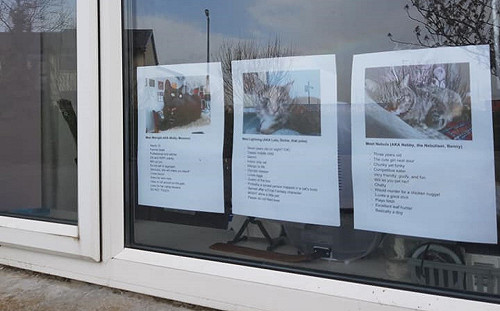 三貓每天在窗前吸引鄰居　媽決定幫牠們做「自我介紹」