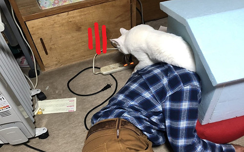 貓癡爸「喝茫闖喵屋」　主子受驚緊急棄窩：很臭耶！