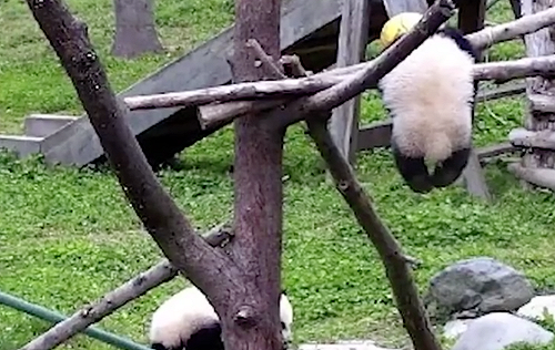 大熊貓「祿祿仔」窒息死亡7小時後才發現 中媒批螺絲嚴重鬆了