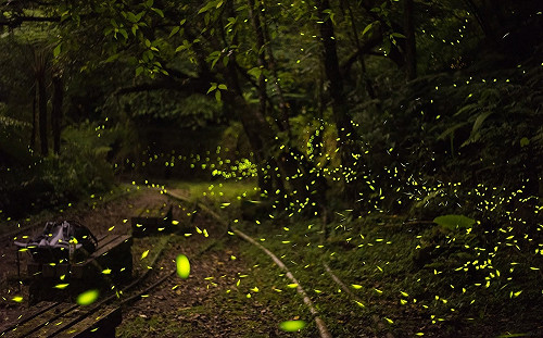 防疫為重 北市府宣布：取消2020螢火蟲季