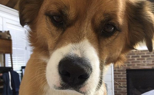 美國隊長不敵愛犬質問！道奇：為什麼我們不再去公園了