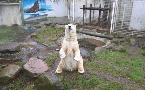 武漢肺炎疫情衝擊營運 德國動物園列「安樂死名單」遺體餵養其它隻