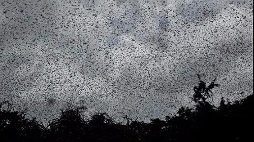 「疫」波未平一波又起！專家：蝗蟲數量暴增20倍 開始敲中國大門