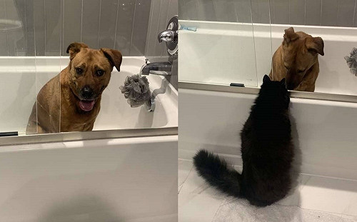 狗狗恐懼打雷躲浴缸  黑貓弟弟：不要怕我陪妳！