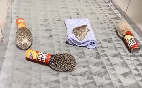 (影)刺蝟群體鑽罐子繞圈圈　網：難道中間那隻是祭品？