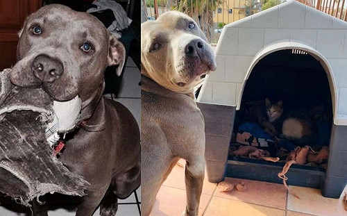 暖心比特犬邀請懷孕浪貓　細心把窩佈置成產房：好好住下來吧！