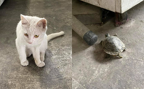 小白貓外出玩耍竟帶烏龜回家　網笑：牠要養「坐騎」啦！