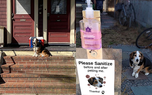 萌犬每天家門前提供「療癒摸摸」 貼心設「消毒站」竟引網暴動！