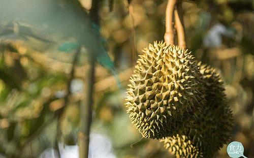 泰國、越南榴槤高度依賴中國市場惡果 慘遭北京修理退運價格崩7成