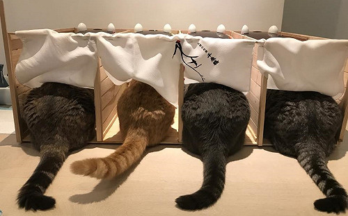 防貪吃貓搶糧　奴才蓋獨立隔間「一蘭喵麵館」網：厲害了！