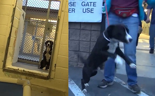 (影)收容所狗狗害怕躲牆角  一知道「我有家了」全程喜悅狂跳飛奔！