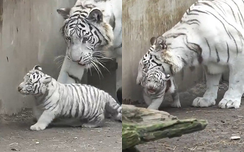 (影)人家還想玩～呆萌小白虎張嘴抵抗　一被抬起瞬間癱軟任宰割！