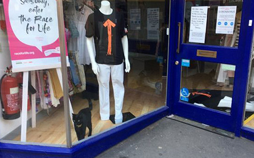 愛貓走失急尋多日！一天路過商店櫥窗　「黑色擺飾」竟會動還似曾相識？