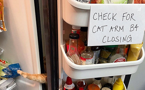 吃貨橘貓老是伸出毛毛爪想偷襲　主人在冰箱立告示惡搞牠！