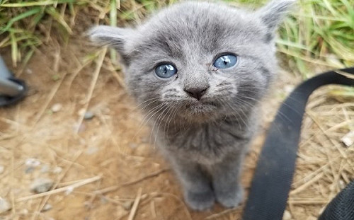 釣魚遇見自來喵爬上包包　男子笑：魚沒上鉤卻釣到貓！