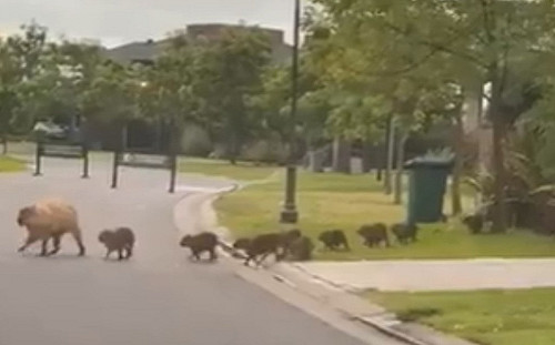 (影)停車等水豚過馬路　下秒「母帶一群小寶」整齊列隊超驚喜！