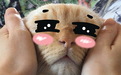 (影)奶油貓被揉捏爽翻天　竟意外撞臉「阿中部長」？