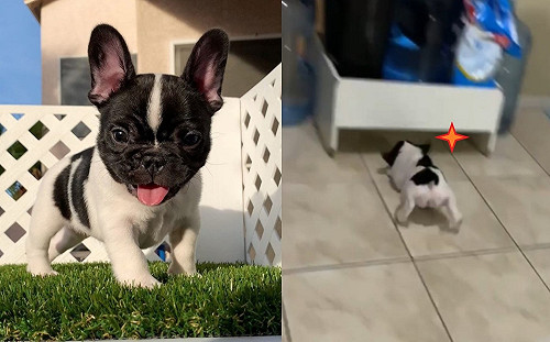 (影)小法鬥挑釁同伴被追　一個滑壘引發「連環車禍」網笑：屁孩！