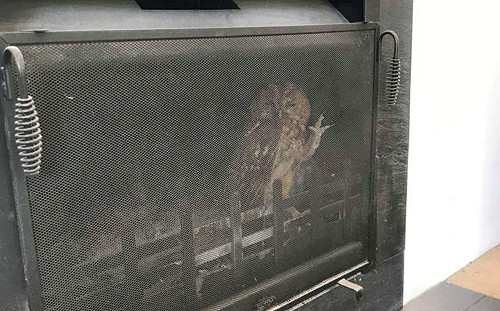 壁爐傳來窸窣聲！全家轉頭一看　貓頭鷹超無奈招手求救