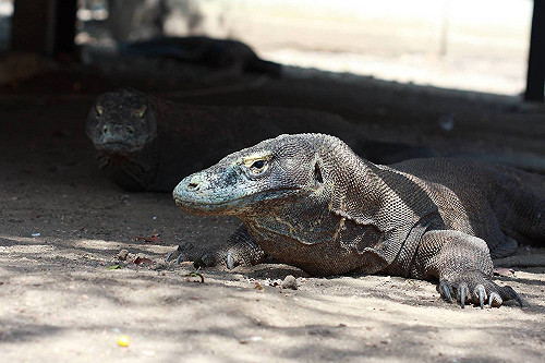 世界遺產》地表最大蜥蜴在這裡！印尼科莫多國家公園