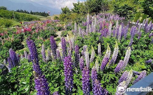 客家人的母親花─魯冰花  福壽山農場引進彩色品種  盛開到六月