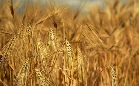 中國揚言課徵澳洲大麥關稅 農民改種小麥應變