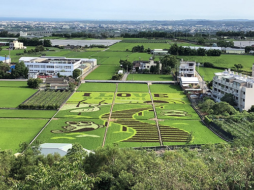濕地主角跑進田裡好吸睛！台中外埔稻田彩繪驚見招潮蟹、彈塗魚