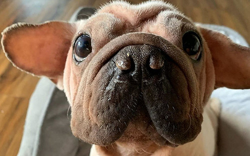 (影)真實版尤達寶寶　一隻從屠宰場獲救的小狗