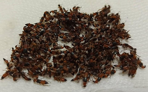 3天抓200隻隱翅蟲求助韓國瑜救救市民！高市府竟回「無藥可噴」