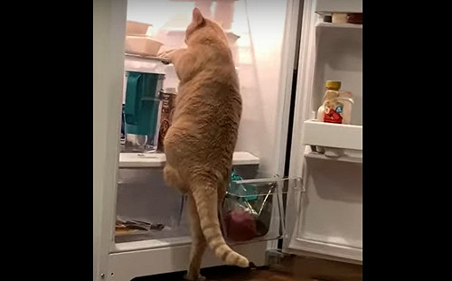 (影)直擊賊頭賊腦橘貓犯罪現場　下一秒ＧＧ惹！